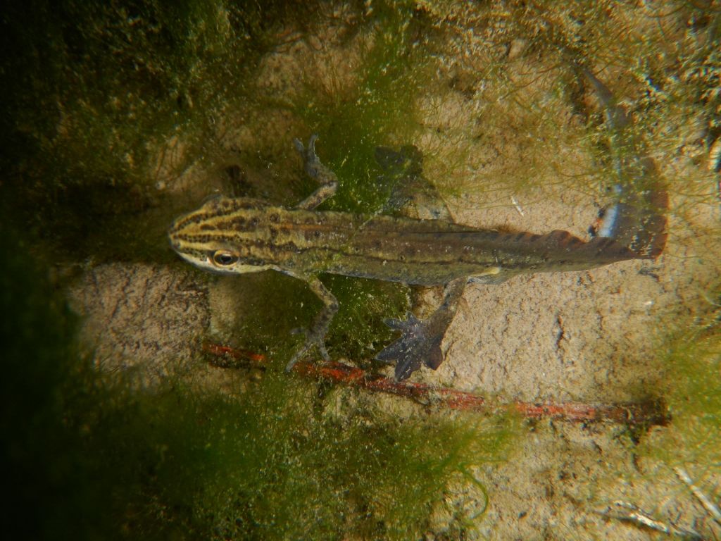 Lissotriton vulgaris, Rana italica, Pelophylax sp. ... (Umbria)